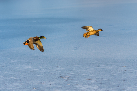 A pair of mallard duck flying around over a frozen lake. Male and female. Also known as Anas platyrhynchos.の写真素材