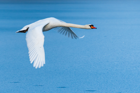 Swan flying over the frozen lake. A beautiful white bird in the air in the winter.の写真素材