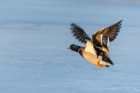 Wild mallard duck flying over the frozen lake. Beautiful wild bird in flight. Winter. Also known as Anas platyrhynchosの写真素材