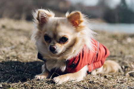 Adorable chihuahua dog lying on the ground in winter in nice red jacket. Detailed portrait, front view.の写真素材