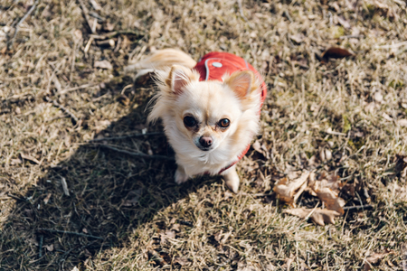 Adorable chihuahua dog sitting on the ground in winter in nice red jacket. Detailed portrait, from top down view.の写真素材