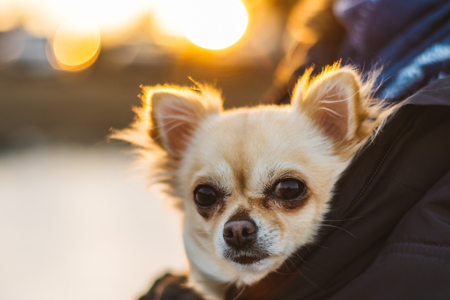 Small cute chihuahua dog in arms. Cute young puppy, big eyes, beautiful face. Sunset on background.の写真素材