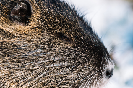 Portrait of wild coypu with view from side.の写真素材