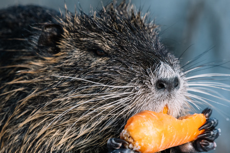 Portrait of wild coypu eating a carrot with view from side.の写真素材
