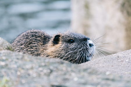 Curious coypu looking for something to eat. Funny wild animal also known as myocastor coypus or river rat.の写真素材