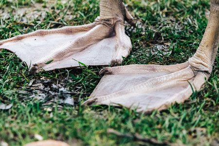 A pair of webbed legs of a swan. Detail of legs on a green grass, nice structure on a skin.の写真素材