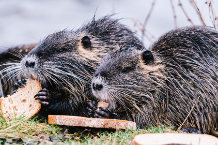 Portrait of wild coypu eating a bread.  Also known as myocastor coypus or river rat.の写真素材