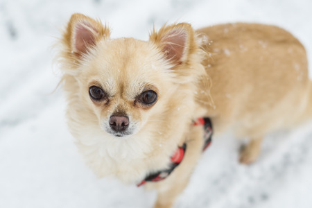 Cute long-haired beige chihuahua dog playing in the snow. Adorable dog posing.の写真素材