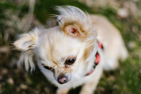 Portrait of cute small dog chihuahua. Green grass on background. Nice looking healthy dog. Waiting for a reward.の写真素材