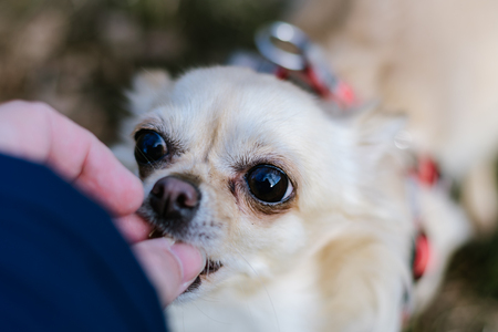 Portrait of cute small dog chihuahua. Green grass on background. Nice looking healthy dog. Getting reward from hand.の写真素材