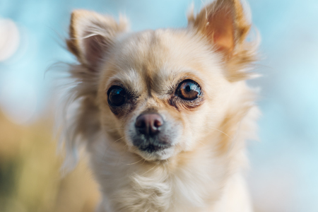 Portrait of adorable small chihuahua dog. Blue sky on background.の写真素材
