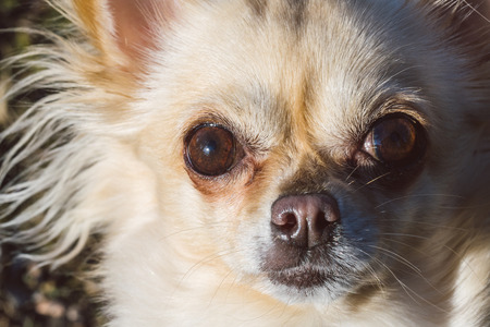 Portrait of cute small dog chihuahua. Green grass on background. Nice looking healthy dog.の写真素材