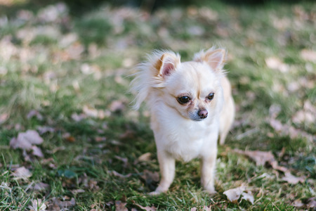 Portrait of adorable small chihuahua dog standing on green grass. Beige cute dog posing.の写真素材