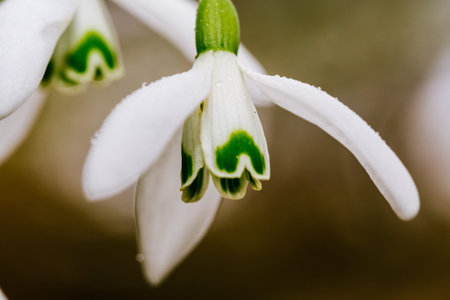 Small common snowdrop flower in early spring with. Water drop on a white petals. Detailed macro...
