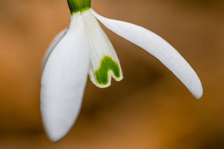 Small common snowdrop flower in early spring with. Water drop on a white petals. Detailed macro shot. Also known as Galanthus nivalisの写真素材