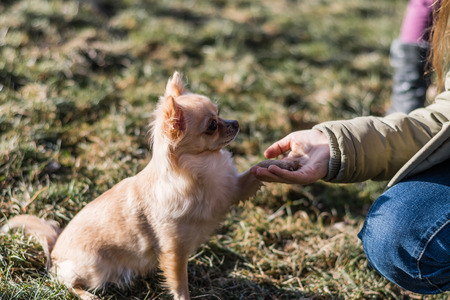 Friendship between human and small dog, shaking hand and paw. Chihuahua is cute small dog, friendly.の写真素材