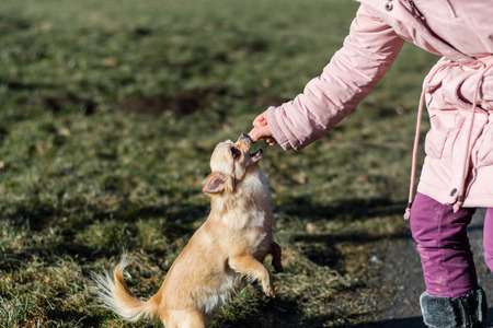 Young gril playing with her dog outside on a field. Dog is very happy. Friendship between human and dog.の写真素材