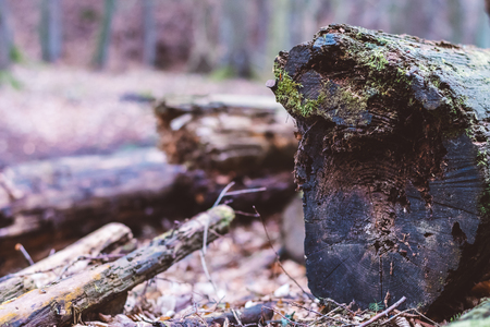 Cut trees ready for processing. The woods, the moss-covered logs, the hiking trail around. Close-up view.の写真素材