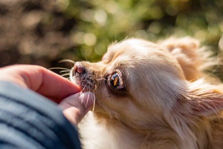 Portrait of a cute chihuahua feeding with a tidbits from a hand. Nice hairy young dog.の写真素材