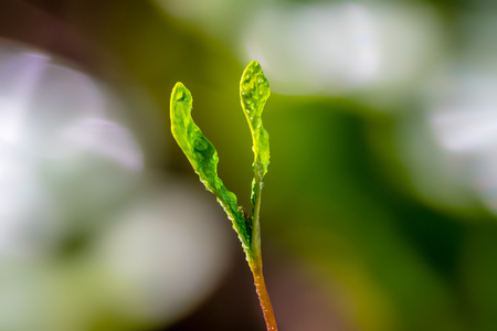 A tiny green plant growing up from earth. Springtime day, detailed shot, close-up. Water drops on plant. shot, close-up. Water drops on plant.の写真素材