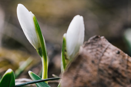 The first spring flower known as snowdrop (Galanthus nivalis). Beautiful close-up shot of white...