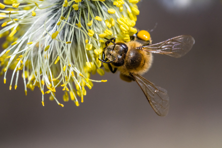 Honey bee (Apis mellifera) pollinating yellow flower of Goat Willow (Salix caprea). Beautiful macrophotography of nature in early spring.の写真素材