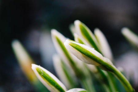 The first spring flower known as snowdrop (Galanthus nivalis). Beautiful close-up shot of white blossom. Macro photography, shallow depth of field.の写真素材