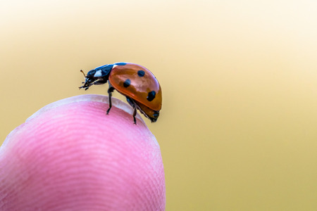Beautiful small ladybug on a finger. Close-up, blurred background. Summer day.の写真素材