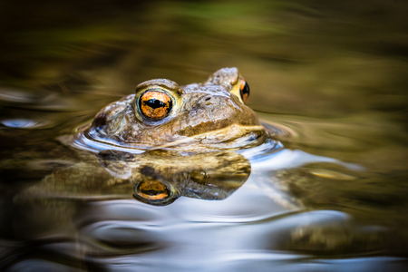 Portrait of a beautiful toad with head above the water surface. Beautiful and scary orange big eye. Calm water surface, shallow depth of field. Also known as Bufo bufo or just common toad.の写真素材