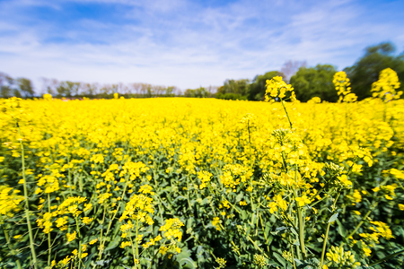 Beautiful summer field with flowering yellow rapeseed. Nice blue sky with clouds. Also known as Brassica napus or oilseed rape.の写真素材