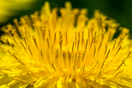 Detail of fresh yellow blossom of dandelion. Green grass on background, spring sunny day, macro shot.の写真素材