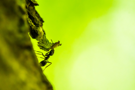 Small forest ant is carrying a leaf. Macro shot. Green background.の写真素材