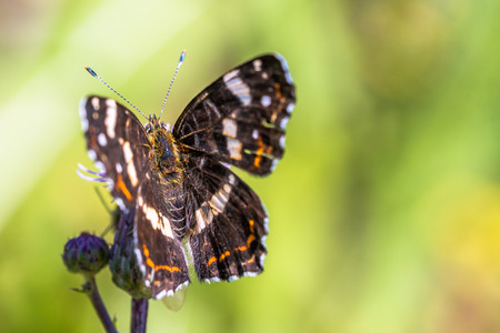 Beautiful butterfly sitting on a flower. Nice macro shot. This butterfly is also known as the map or Araschnia levana. Summer variant.の写真素材