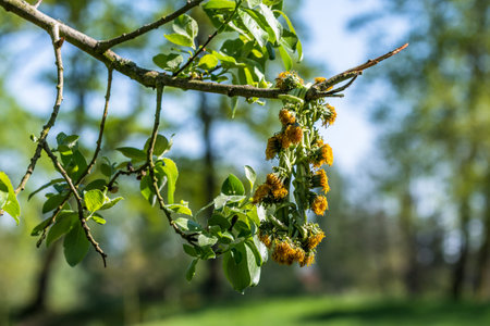 Wreath made of dandelions hanging on a branch of a tree. Spring sunny day, grass on a background.