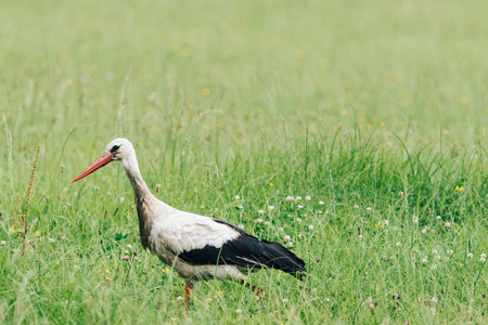 A white stork walking on a field with fresh green grass. Bird looking for small animals for a food. A beautiful animal caught in a wild nature. Also known as Ciconia ciconia.の写真素材