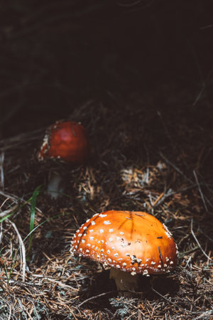 A beautiful but highly poisonous red mushroom with white points commonly known as fly agaric or fly amanita. Toadstool in a forest. Also known as Amanita muscaria.の写真素材