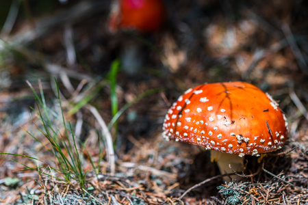 A beautiful but highly poisonous red mushroom with white points commonly known as fly agaric or fly amanita. Toadstool in a forest. Also known as Amanita muscaria.の写真素材