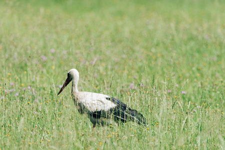A white stork walking on a field with fresh green grass. Bird looking for small animals for a food. A beautiful animal caught in a wild nature. Also known as Ciconia ciconia.の写真素材