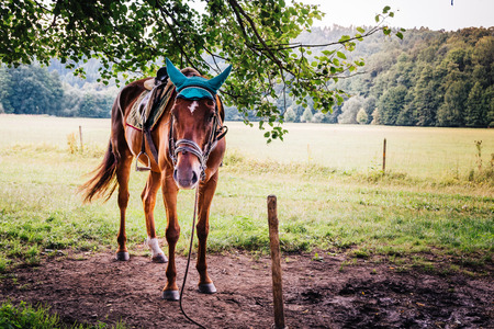 A portrait of a nice brown horse standing on green pastures under a tree. Beautiful lights during a hot summer day.の写真素材