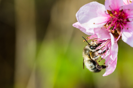 A hard working  bee pollinating a pink flower in a spring. Beautiful macro shot with shallow depth of field and blurred background.の写真素材