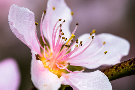 Detail of a beautiful blooming tree in a spring. Nice pink flowers with small rain drops. Macro shot with shallow depth of field.の写真素材