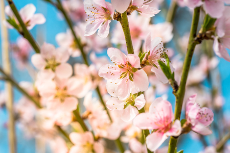 Detail of a beautiful blooming tree in a spring. Nice pink flowers on a twig. Macro shot with many details with shallow depth of field.の写真素材