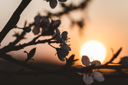 Sunset behind a white flowering tree. Warm spring colors, decent color finish.の写真素材