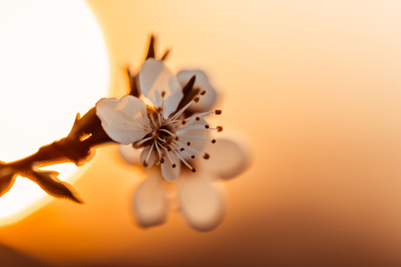 Sunset behind a white flowering tree. Warm spring colors, decent color finish.の写真素材