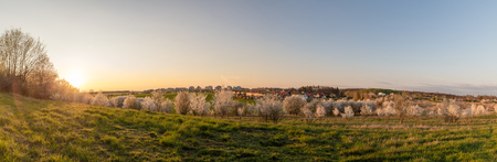 Panoramic photo of a small village at sunset. Blooming white trees on meadow in foreground, houses in background. Spring warm colors.の写真素材