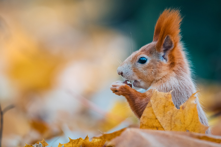 Portrait of a cute red squirrel (Sciurus vulgaris) in the autumn forest. Warm autumn colors.の写真素材