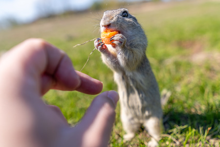 A wild european ground squirrel (Spermophilus citellus), also known as the European souslik in their habitat. Early spring, feeding from hand.の写真素材