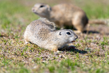 A wild european ground squirrel (Spermophilus citellus), also known as the European souslik in their...
