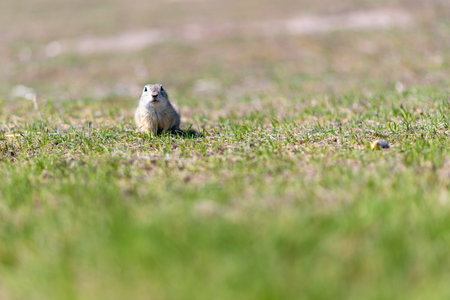 A wild european ground squirrel (Spermophilus citellus), also known as the European souslik in their...
