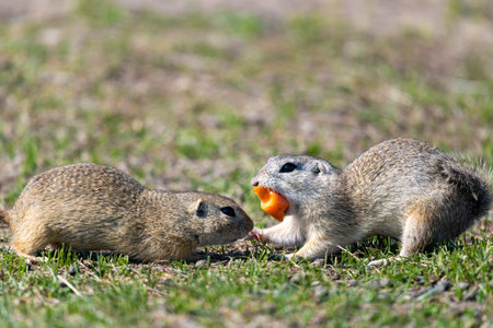 A wild european ground squirrel (Spermophilus citellus), also known as the European souslik in their...